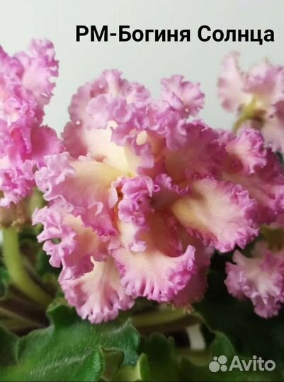 Фиалка сортовая