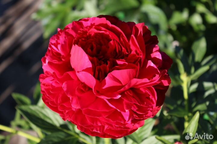 Пионы саженцы корни