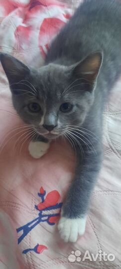 Котенок 2 месяца мальчик