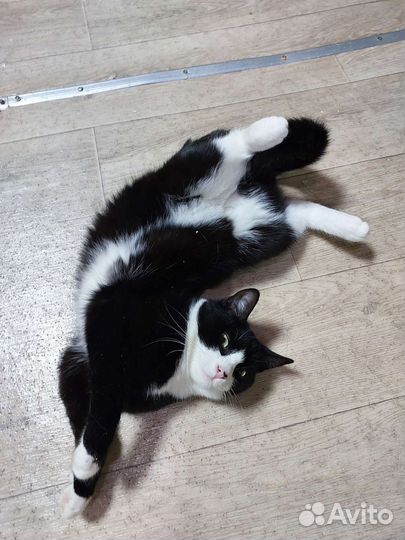 Кошечка в добрые руки