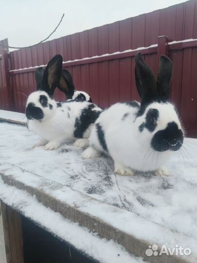 Кролики немецкий пестрый великан