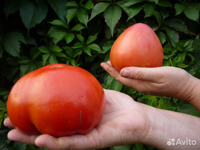 Рассада помидор, семена овощей