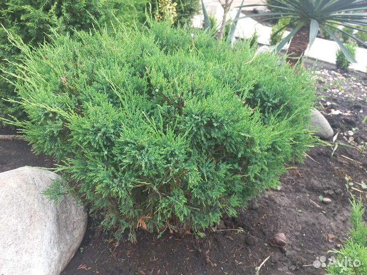 Можжевельник