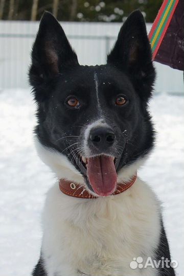 Атос - шикарный домашний пес