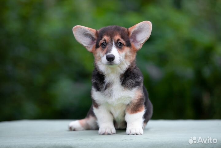 Вельш-корги пемброк