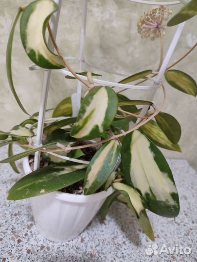 Хойя Вертицилата вар