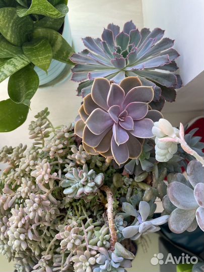 Сиккуленты