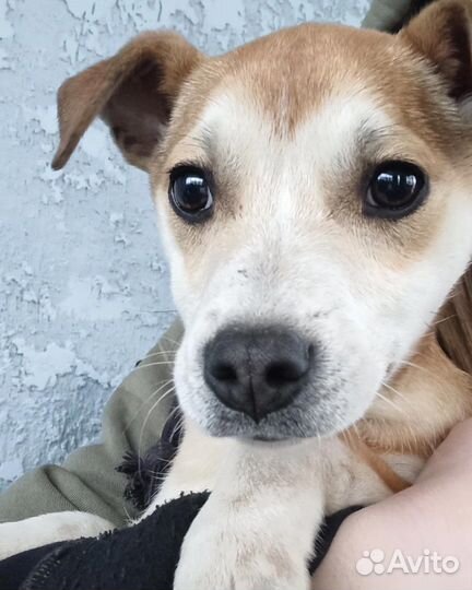 Щеночки в добрые руки