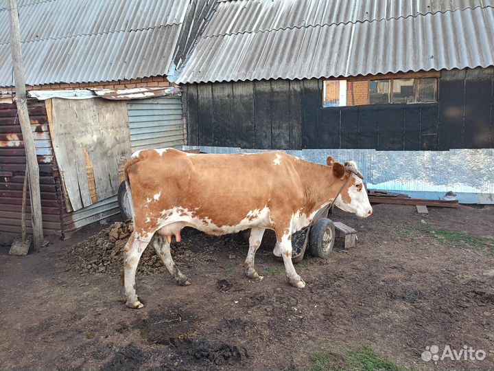 Продам корову