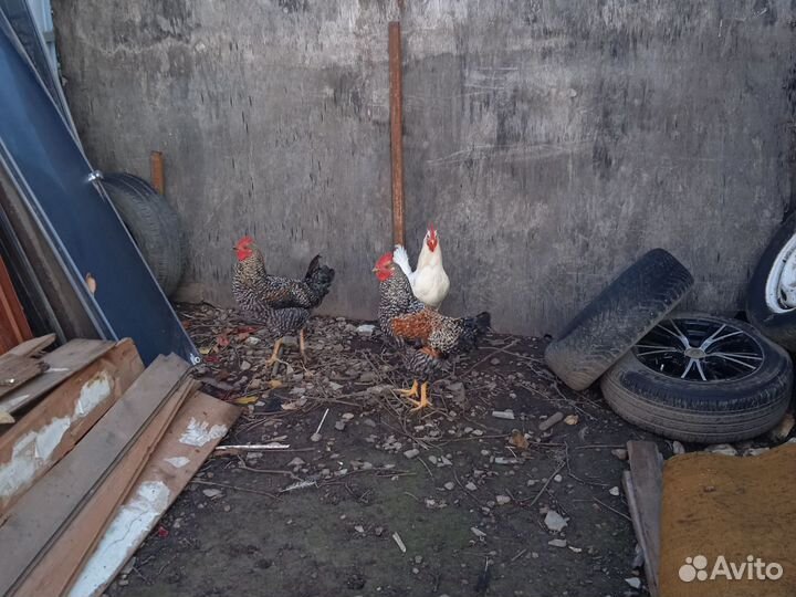 Молодые петухи