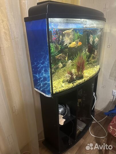 Аквариумные рыбки