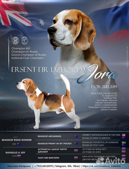 Бигль вязка