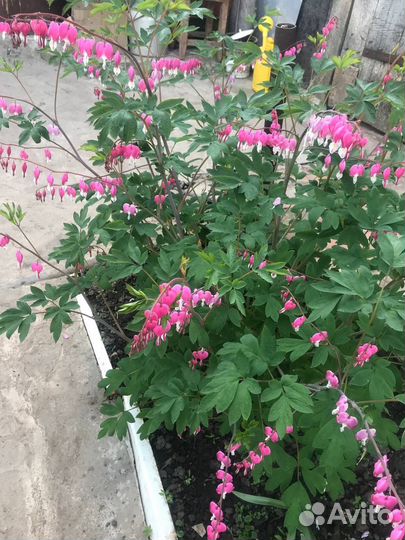 Дицентра разбитое сердце