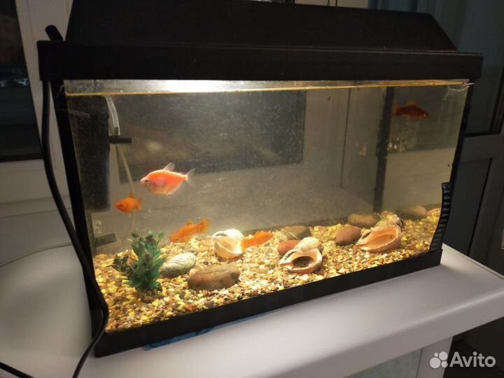 Аквариум