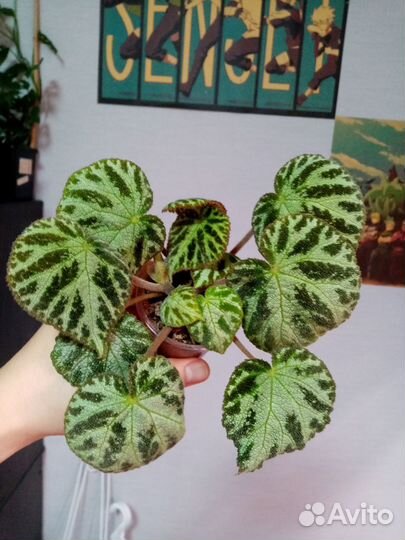 Бегония Silver jewel