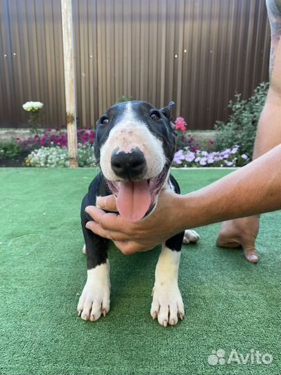 Бультерьер стандартный