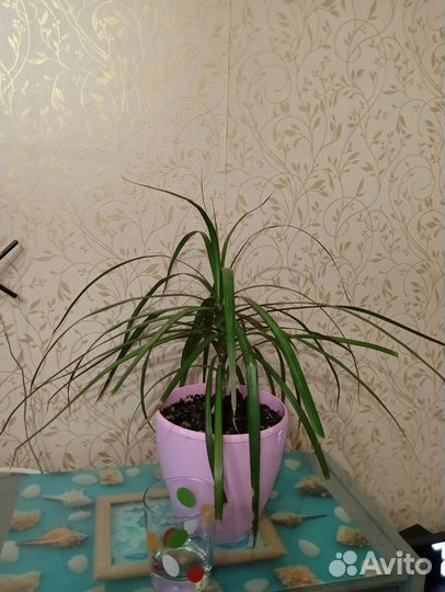 Пальма драцена