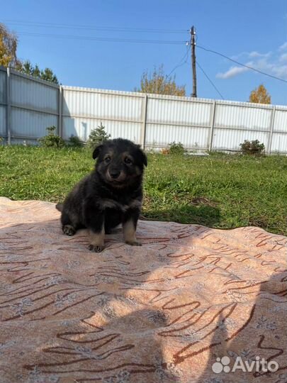 Щенки бесплатно