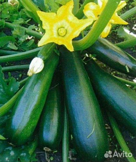 Рассада огурцов