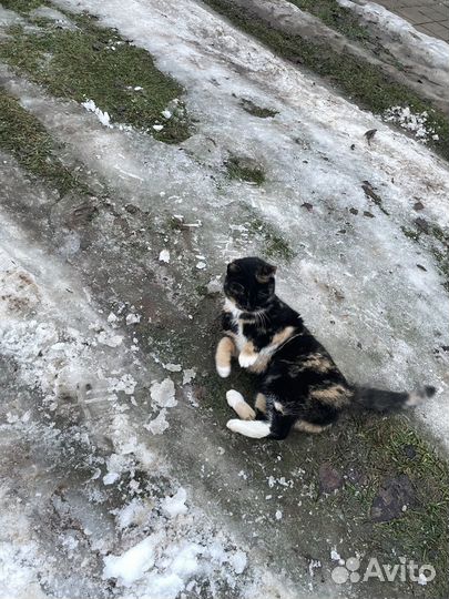 Найдена кошка