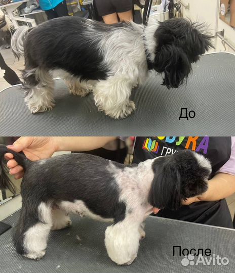 Груминг собак