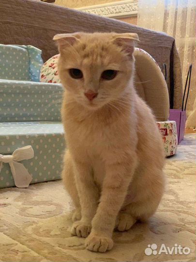 Кошка в дар