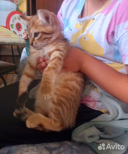 Котенок девочка бесплатно