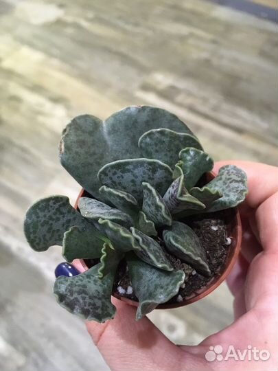 Адромискус