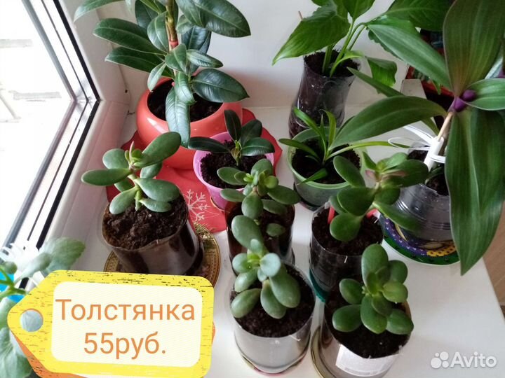 Цветы, лимоны,спатифиллум,фикус