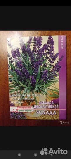 Лаванда в горшке