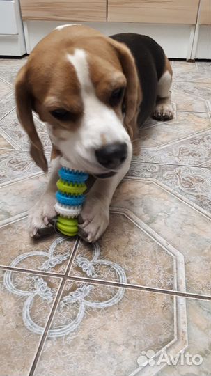 Отдам бесплатно любителям собак