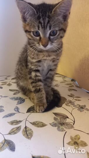 Отдам бесплатно кота в добрые руки.Рождён 15.05.23