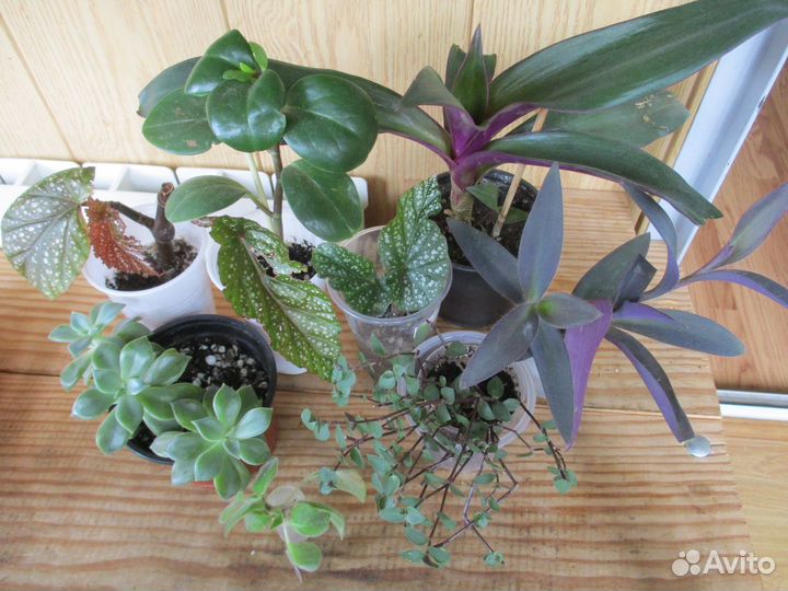 Комнатные цветы