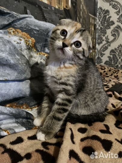 Вислоухие котята