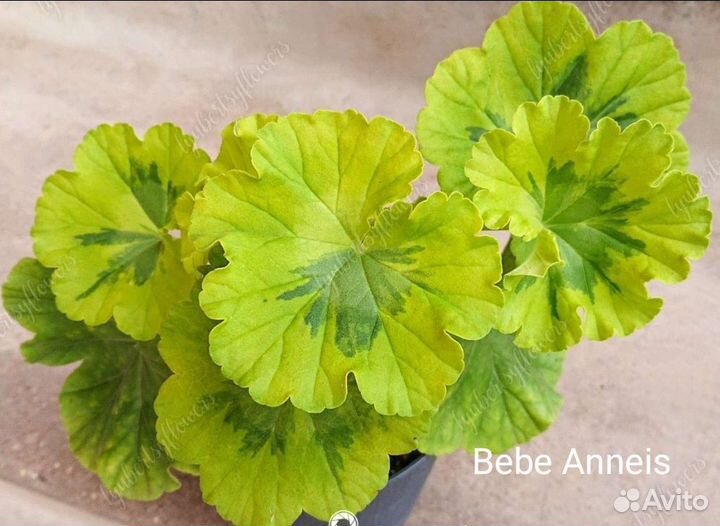 Пеларгония сортовая