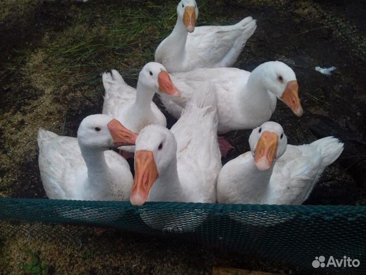 Гусь линда