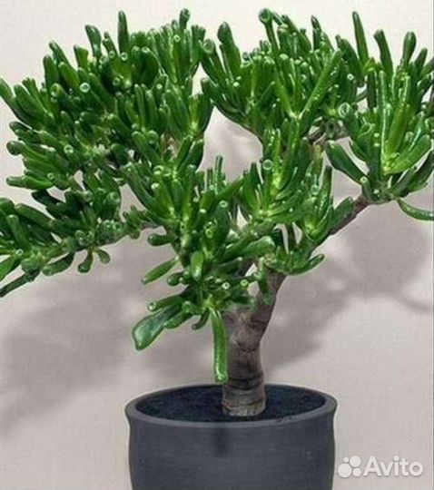 Крассула хоббит