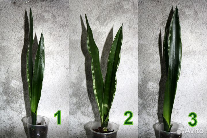Сансевиерии сортовые