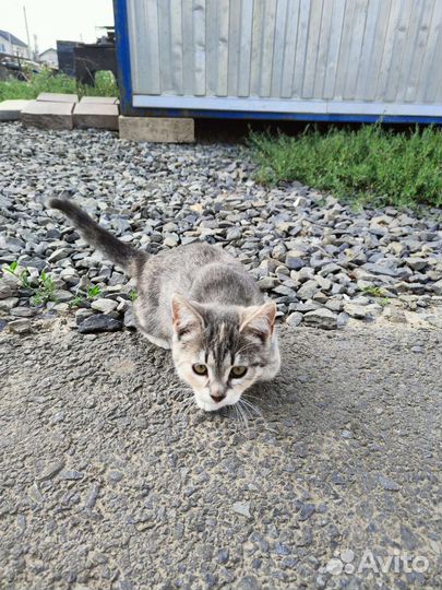 Котёнок в дар