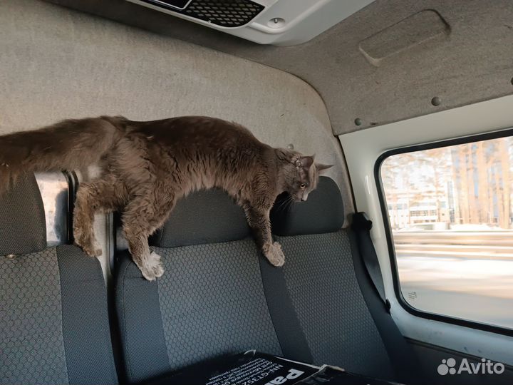 Котята мейн-кун