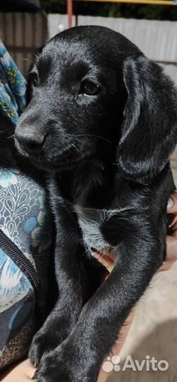 Собака в добрые руки отдам бесплатно