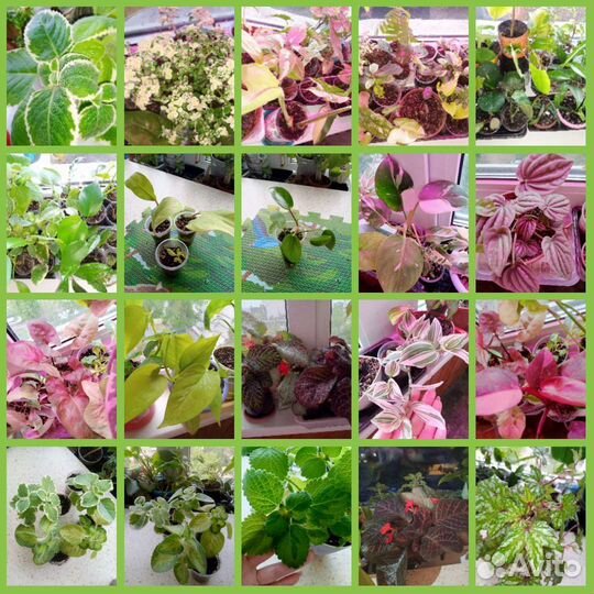 Комнатные цветы