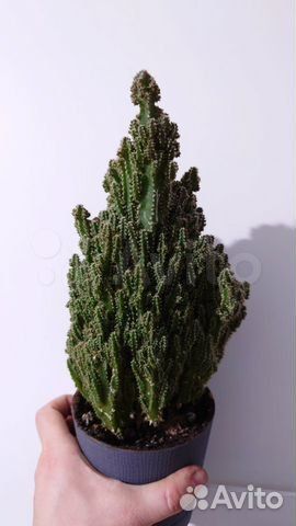 Кактус Цереус Перуанский Монстрозный