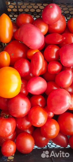 Малина,помидоры,черри,чеснок,картофель,зелень,тыкв