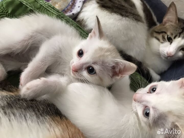 Котята