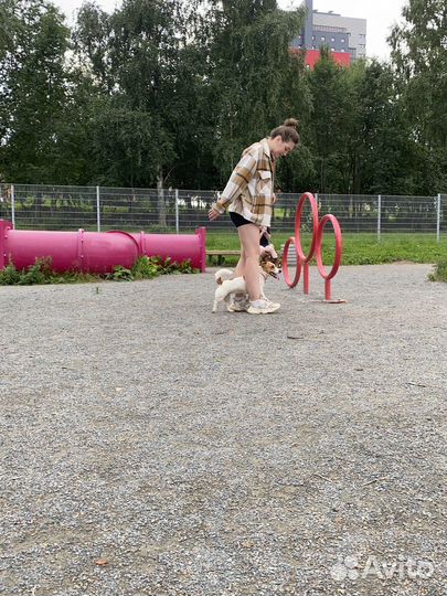 Услуги кинолога