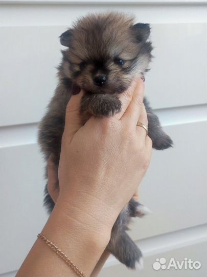 Щенки шпица