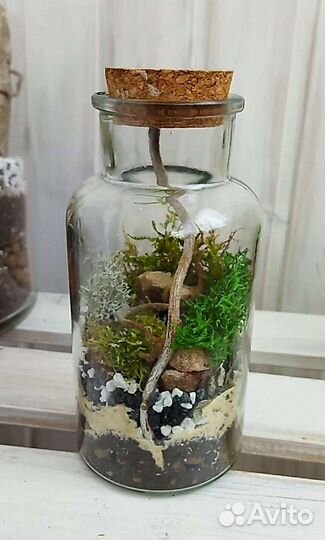 Моссариум. Флорариум с несколькими видами мха