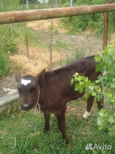 Коровы телята