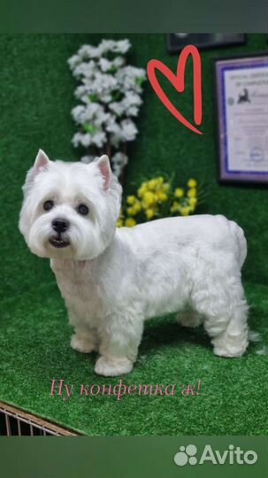 Груминг, стрижка животных ZooStil